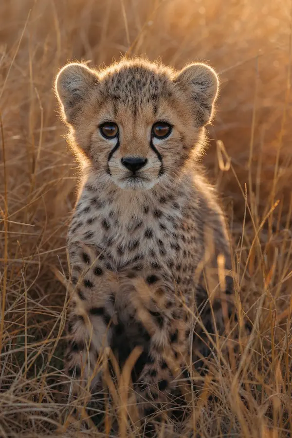 Cheetah Cub at Sunrise — image 2